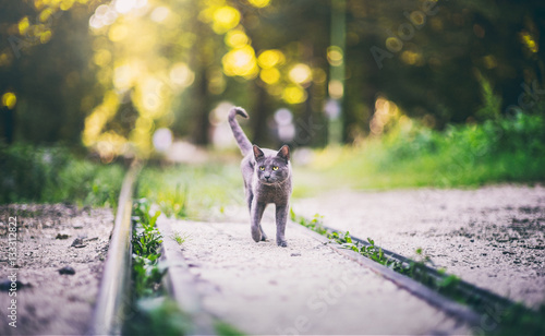 Принти на полотні Black panther cat in the sunny forest