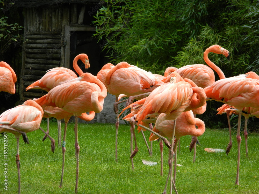 flamants roses jardin d'acclimatation flamants roses jardin d'acclimatation