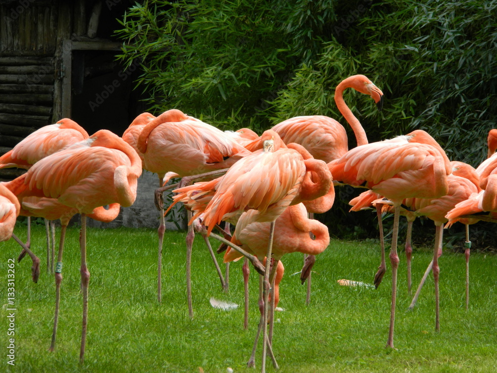 flamants roses jardin d'acclimatation flamants roses jardin d'acclimatation