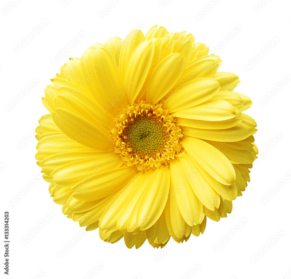 Yellow autumn chrysanthemum isolated on white Yellow autumn chrysanthemum isolated on white