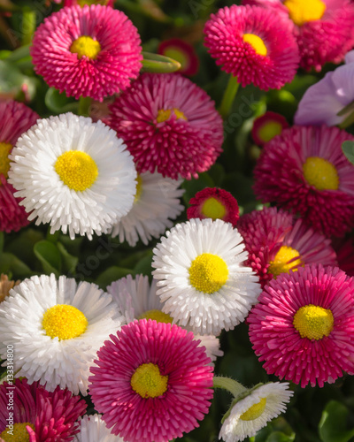  Bellis perennis  Ma  liebchen  G  nsebl  mchen in weiss und magenta