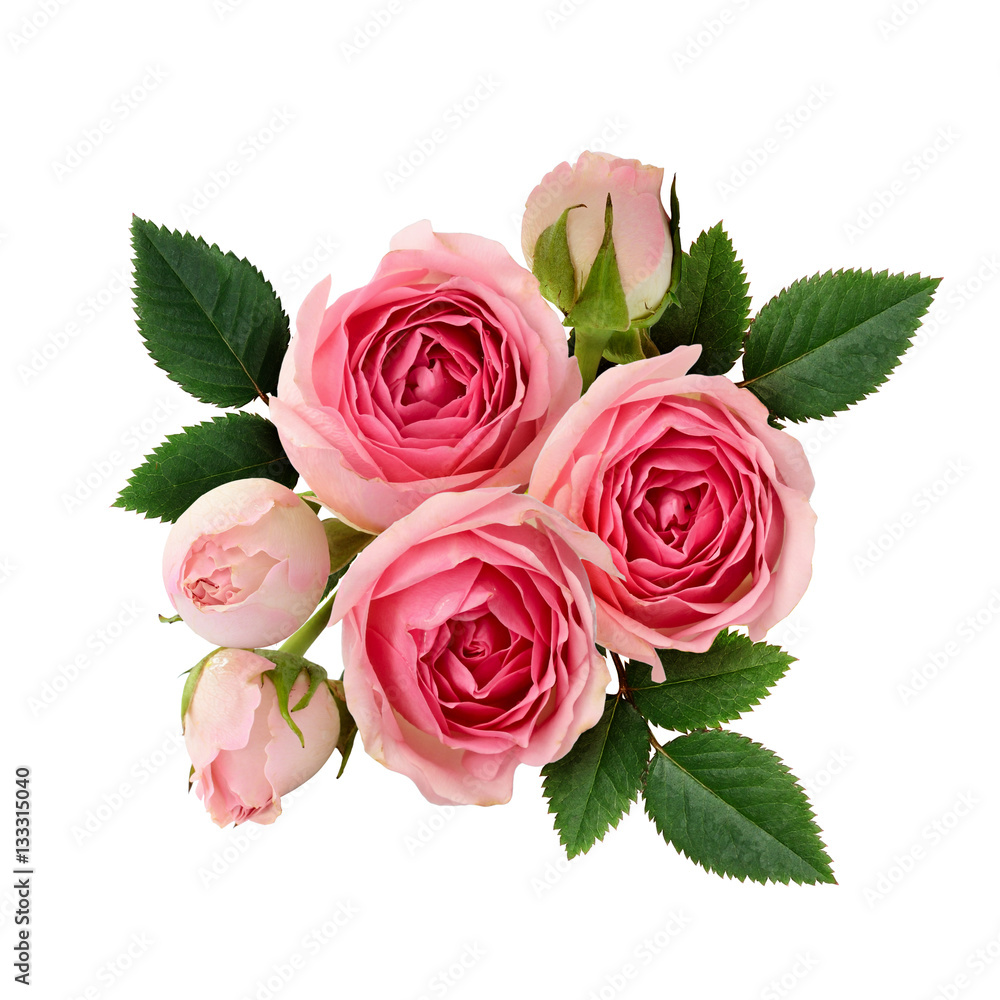 Naklejka premium Układ różowe kwiaty róży
