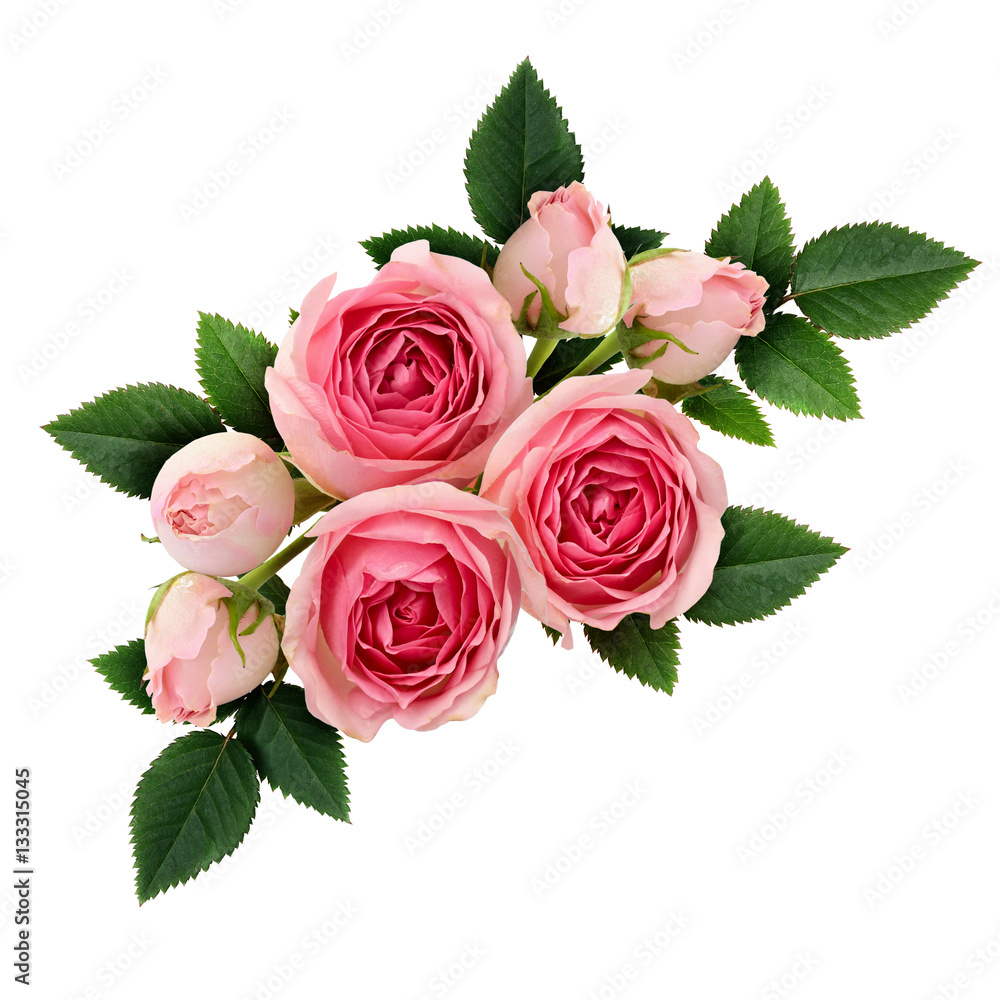 Fototapeta premium Układ różowe kwiaty róży