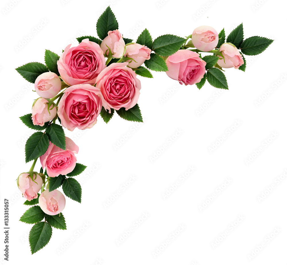 Obraz premium Różowe kwiaty róży i układ rogu pąków