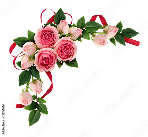 Pink rose flowers and buds ...