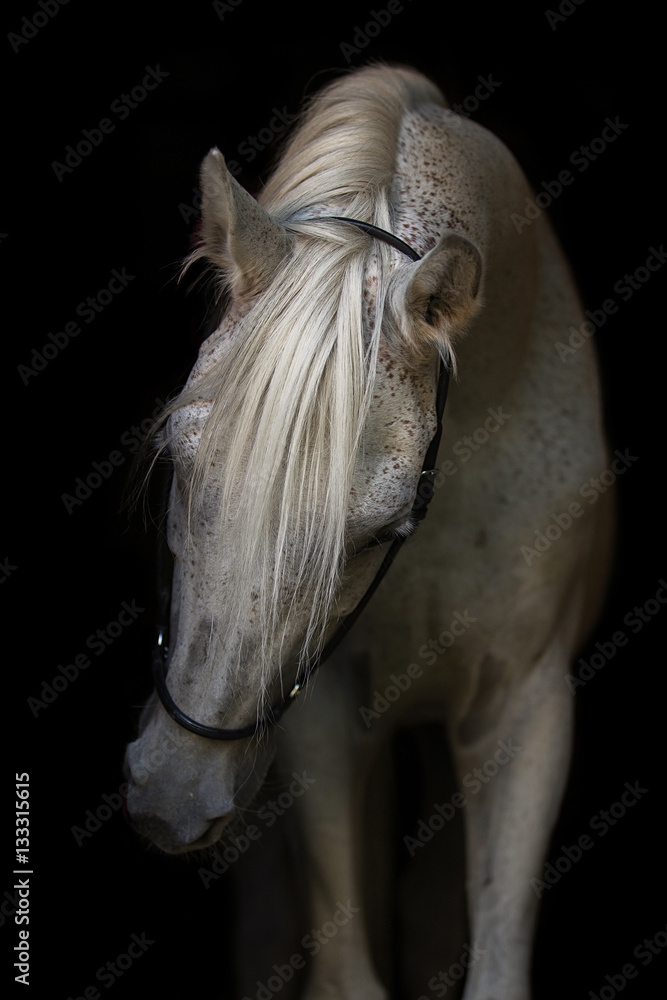 Obraz premium Portret konia arabskiego na białym tle.