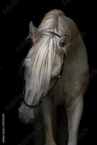 Portrait of an Arabian horse on white background.