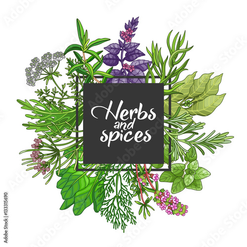 Vector greenery square design with spices and herbs. Decorative colorful composition with type design