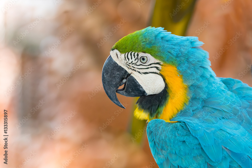 Obraz premium parrot macaw on red background