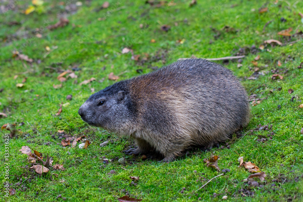 Portrait of sitting groundhog (Marmota monax) Portrait of sitting groundhog (Marmota monax)