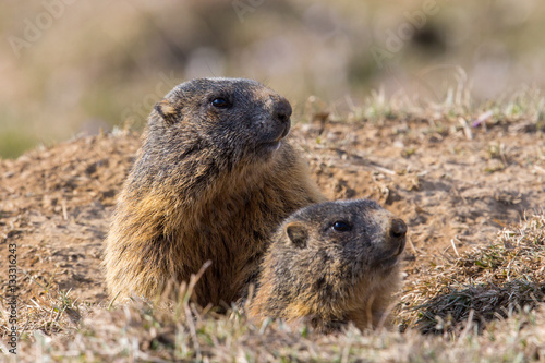 Two sitting groundhogs (Marmota monax) © Pascal Halder