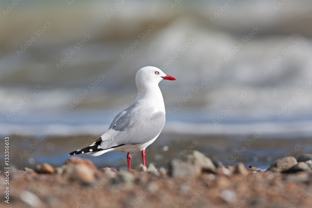 red-billed gull, chroicocephalus scopulinus, New Zealand red-billed gull, chroicocephalus scopulinus, New Zealand