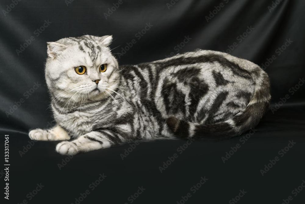 Naklejka premium Scottish straight cat on a dark background