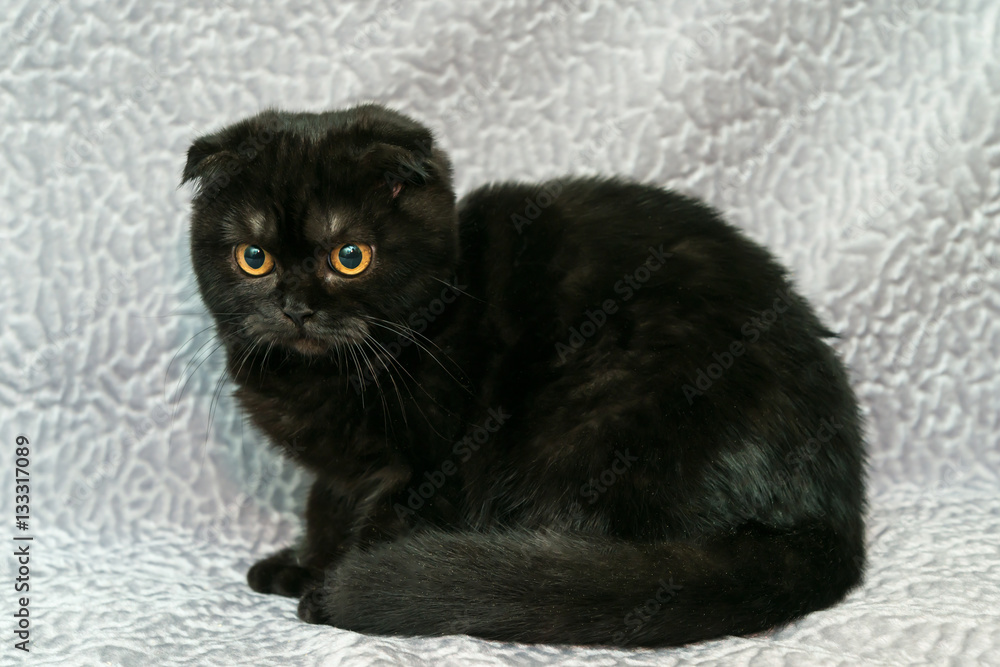 Black scottish fold cat on a grey background