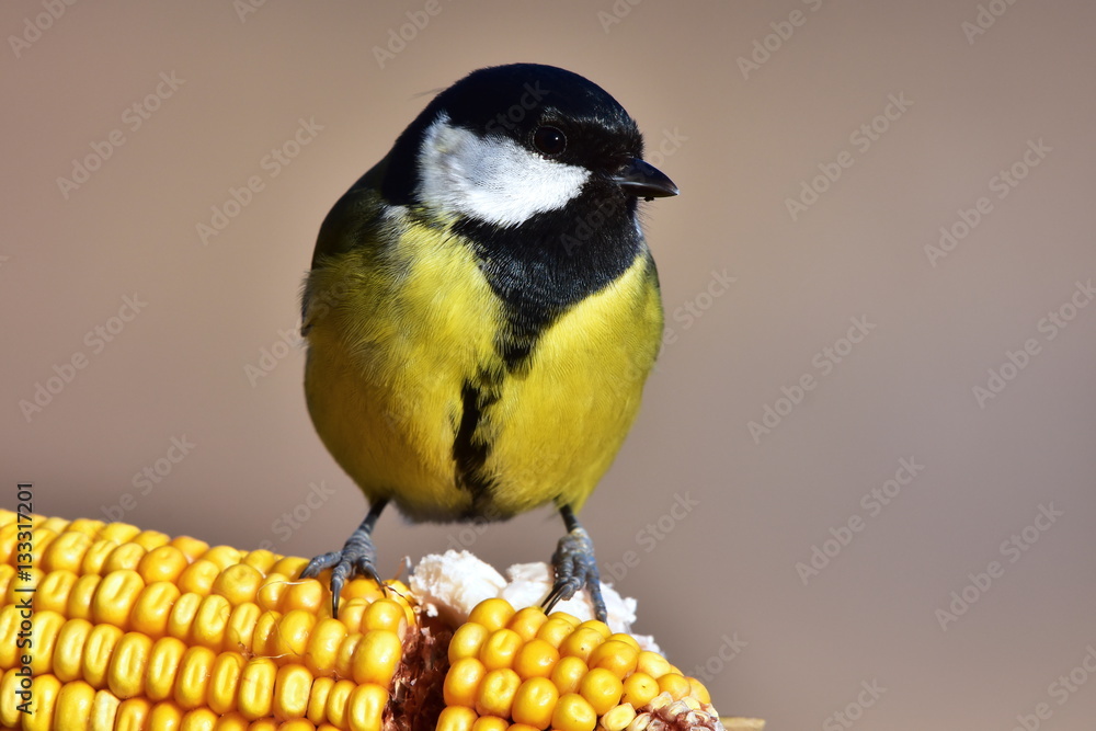 Obraz premium grey tit sitting on ear of corn