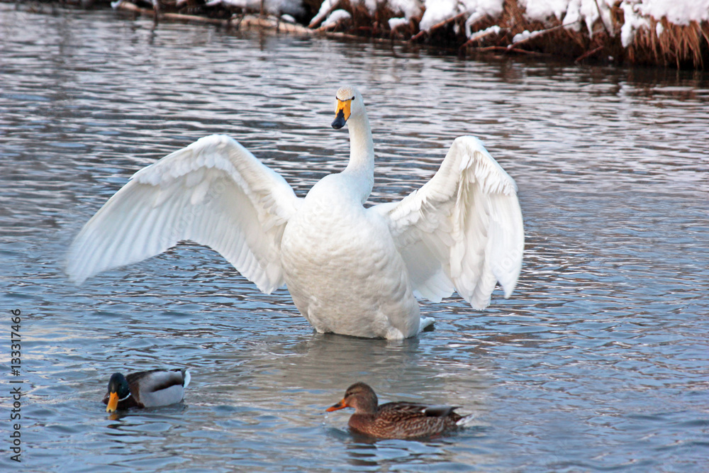 Fototapeta premium White Swan on a winter lake spreading its wings