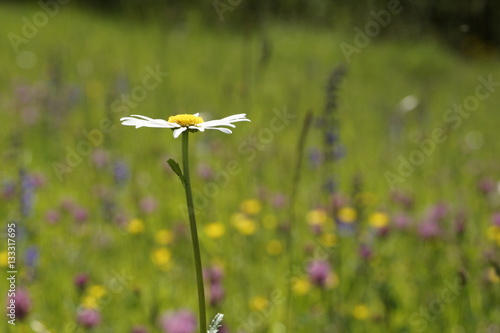 Margerite in Magerwiese photo