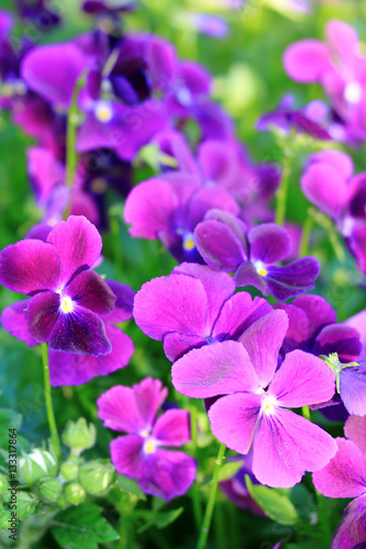 Spring pink flowers