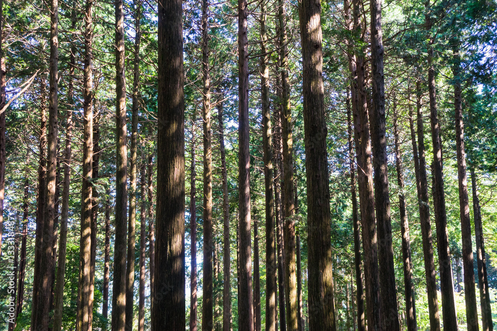 Chichibunomiya Memorial Park Hinoki Forest