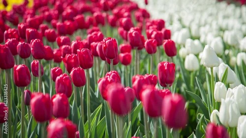 Red and white tulips on the flowerbed