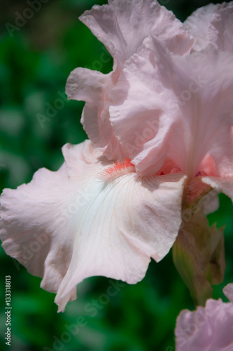 Fototapeta Naklejka Na Ścianę i Meble -  pale pink irises lit by the sun