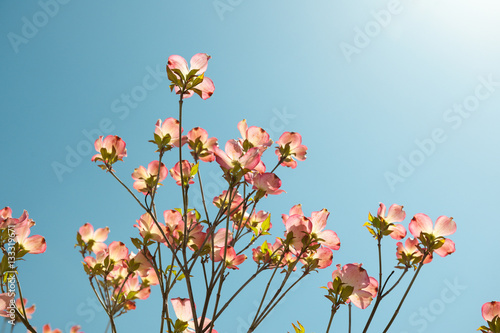 Fototapeta Naklejka Na Ścianę i Meble -  Dogwood flowers blooming outdoors
