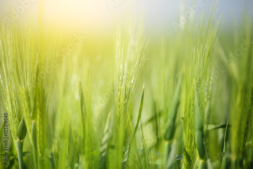 Wheat on sunny background