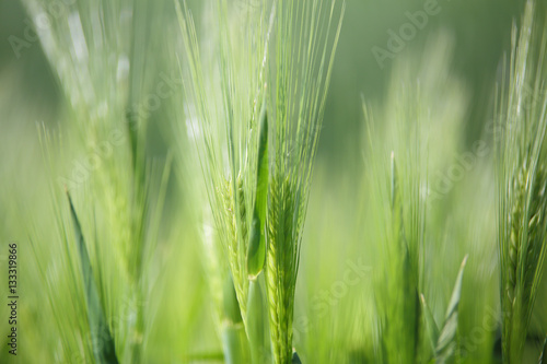 Green wheat sprouts on spring meadow