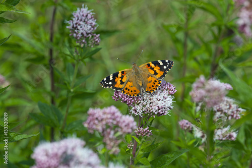 Painted Lady Butterfly Cynthia cardui feeding on flowers in garden setting