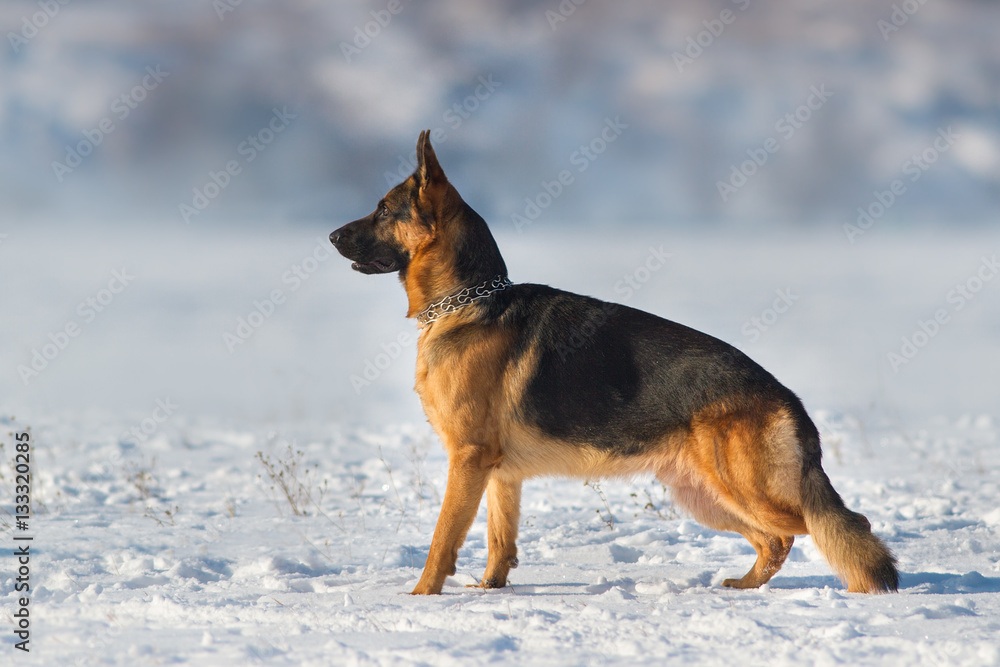 German shepherd dog standing in snow