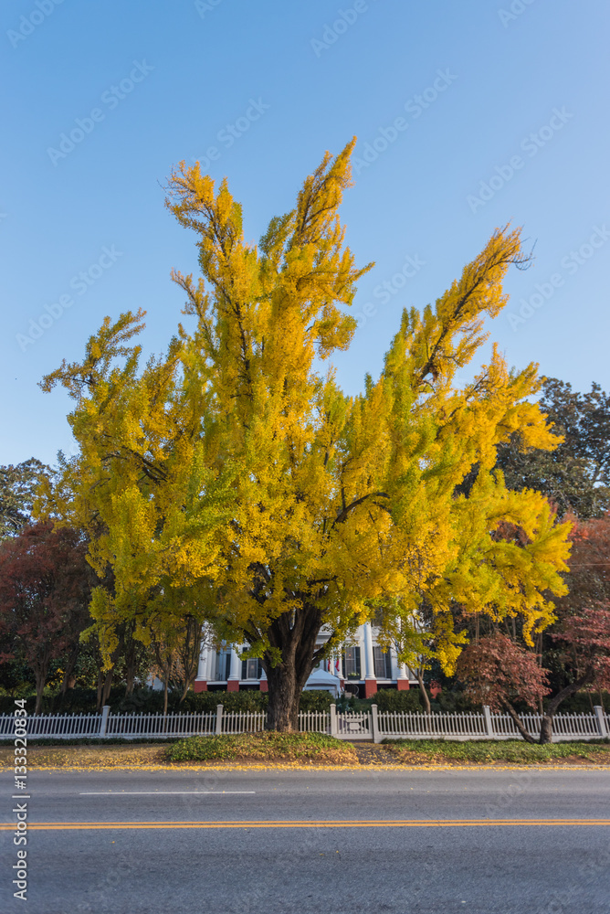 Naklejka premium Yellow Ginkgo Tree in front of Southern Mansion