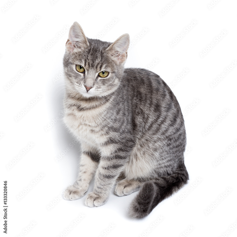 gray tabby kitten on white