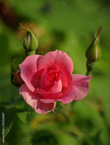 Rose au soleil du matin au printemps