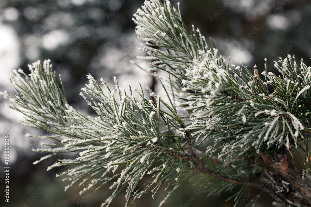 Branch of Pine Tree covered by Frost Branch of Pine Tree covered by Frost