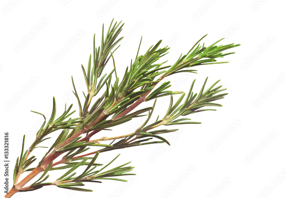 Fototapeta premium Fresh rosemary isolated on white background