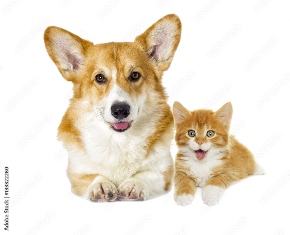 dog and kitten looking on a white background