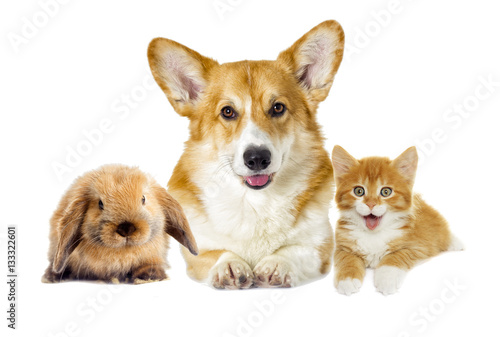 dog and kitten looking on a white background © Happy monkey