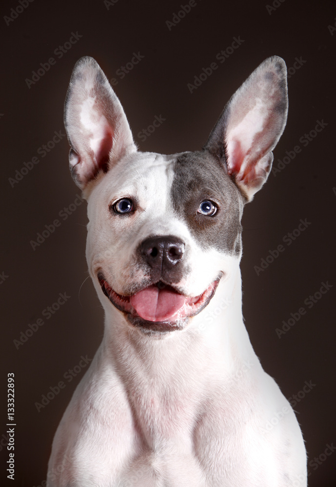 Staffordshire dog portrait