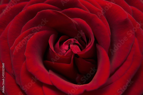 rose flower bud petal red vinous background