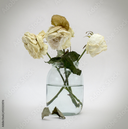 rose sluggish spoiled poisoned white