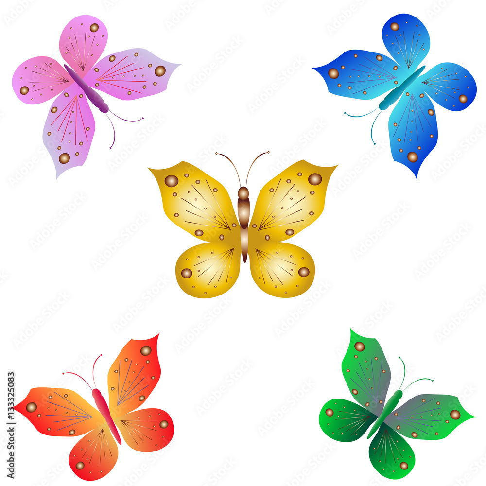 butterfly butterfly