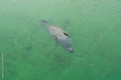 Wallpaper Mural Robbe Torontodigital.ca