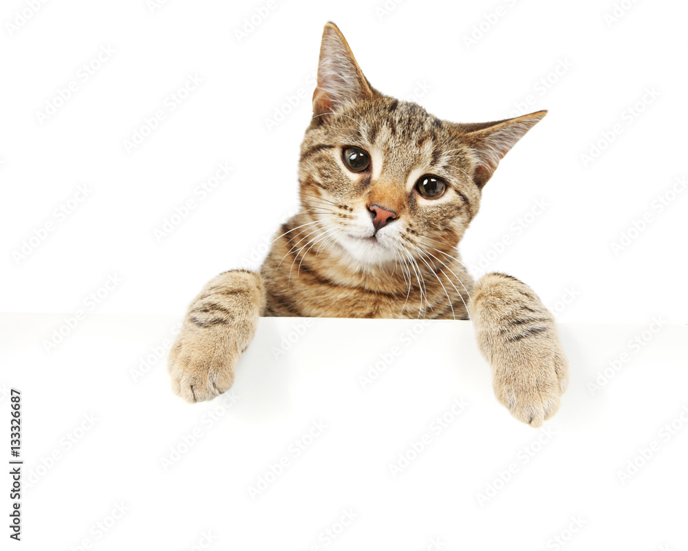 Obraz premium Bengal cat looking over a sign