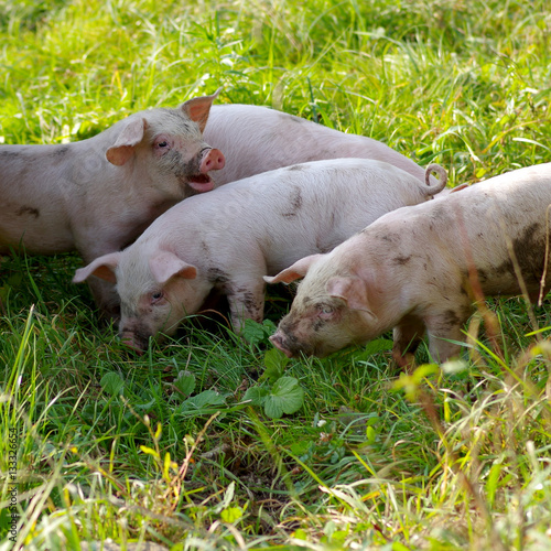 Four little piglets © ludovikus