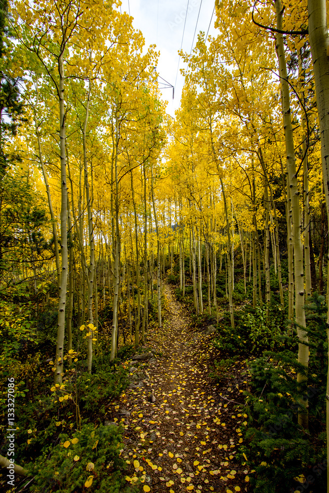 Naklejka premium Colorado Fall Path