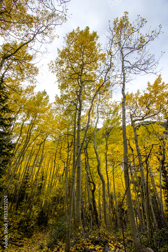 Colorado Fall - Trees