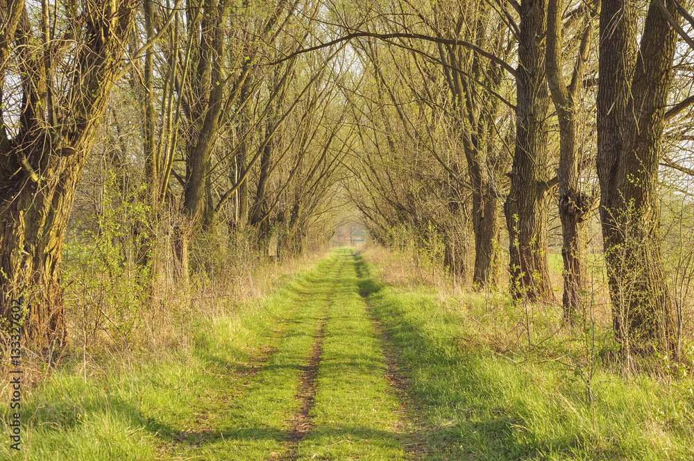 Fototapeta premium Aleja wśród drzew