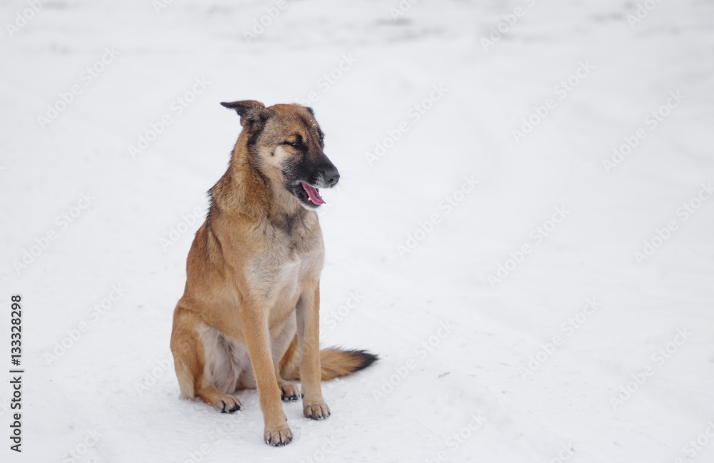 Naklejka premium Outdoor portrait of cute mixed-breed, stray dog sitting on a fresh snow at winter season