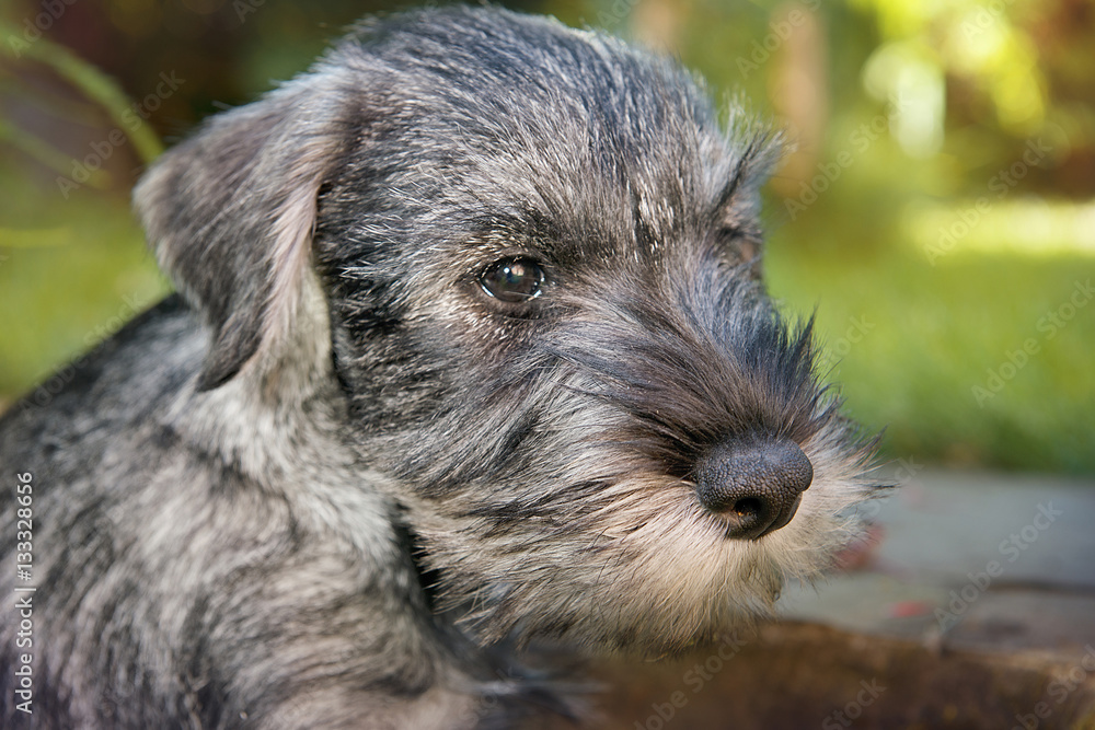 Schnauzer puppy playing in the garden