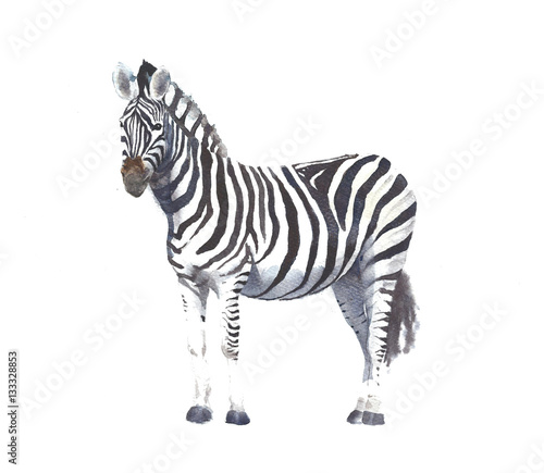 Photography Zebra animal watercolor painting illustration hand made isolated on white backgr